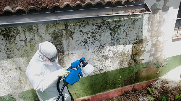 Trusted Crawl Space Mold Removal service in Belvidere, NC - Cheap Mold Removal